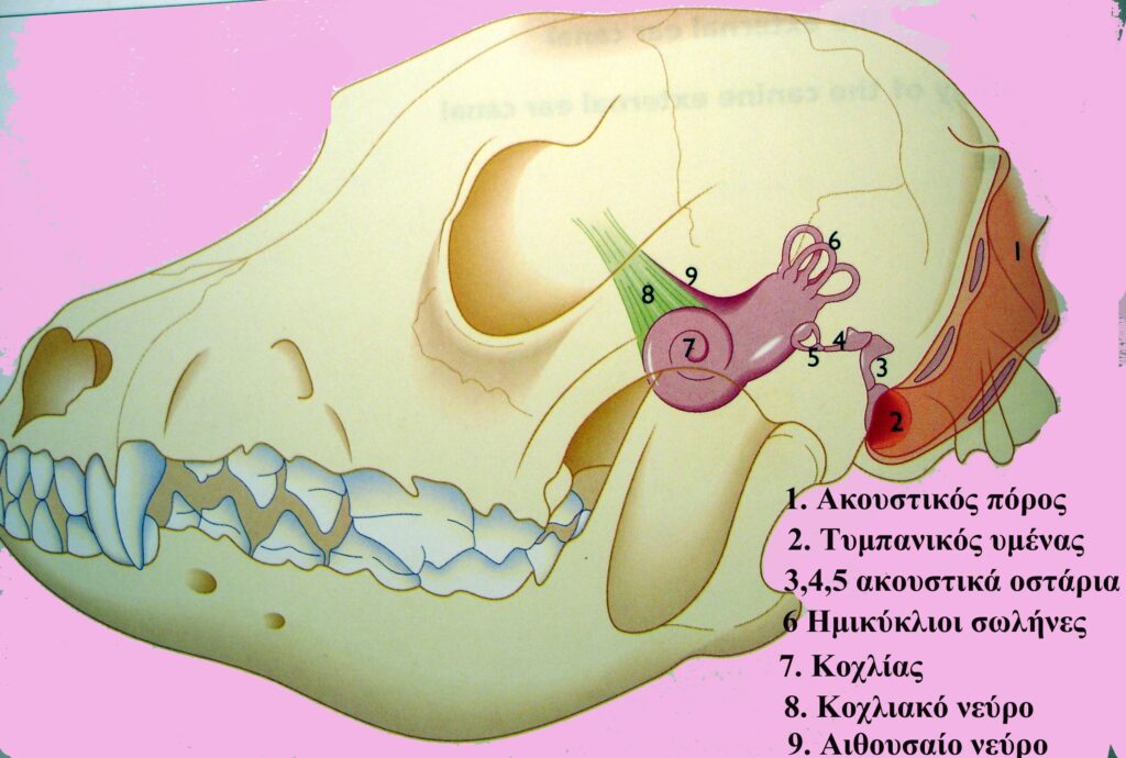 anatomia kranioy