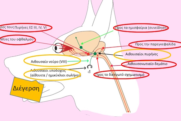 sxima se anatomia euoyseoy