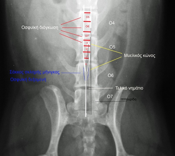 anatomis se ipoyrida