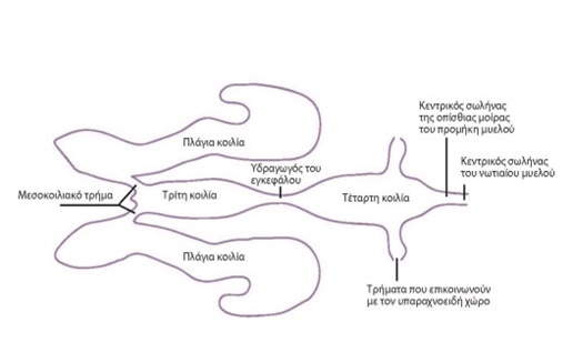 raxiea apoch koilion egefaloy