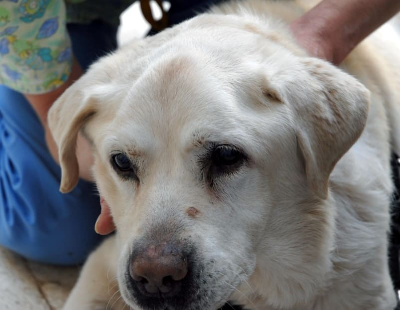 atrofia krotafiton mion se skilo