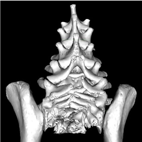 anasistasi disxidis raxi