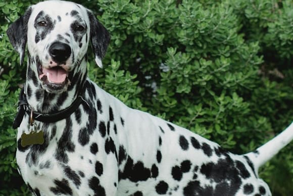 skylos filhw dalmatikis