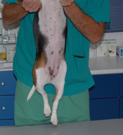 uperektasi ke opisuodromisi