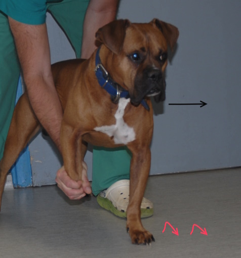 plagiokinisi se skilo