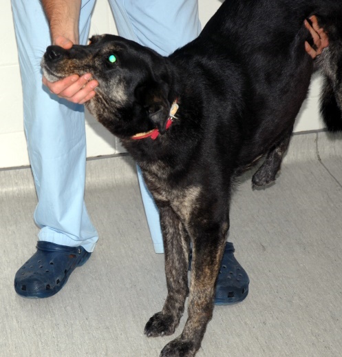 dokimi xiramajas me anycosi auxena