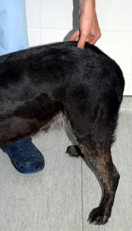 ejetasi ponou se skulo