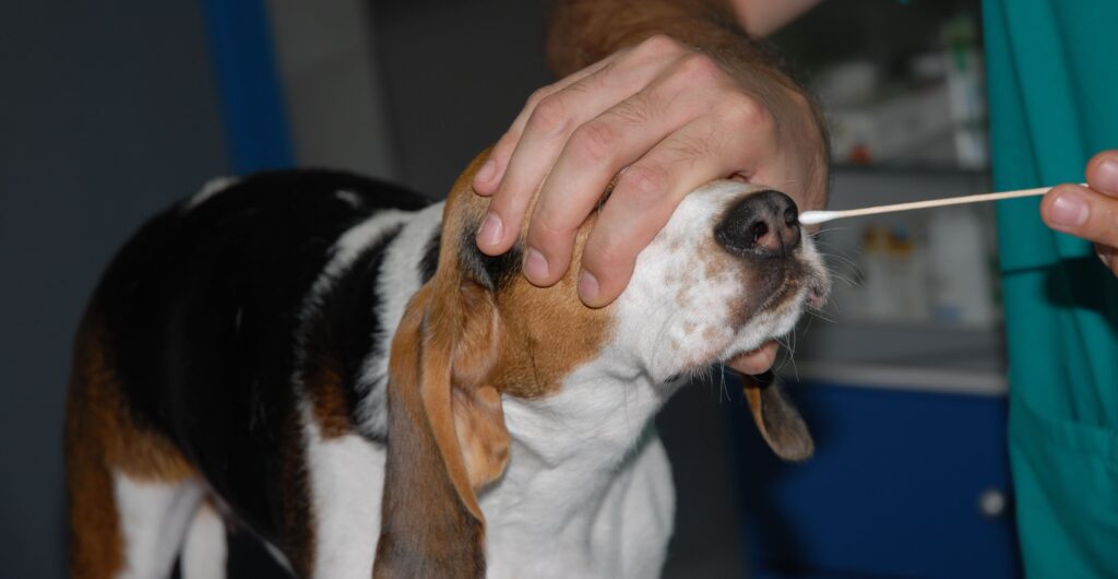 dokimi diegersis rinikou vlennogonou