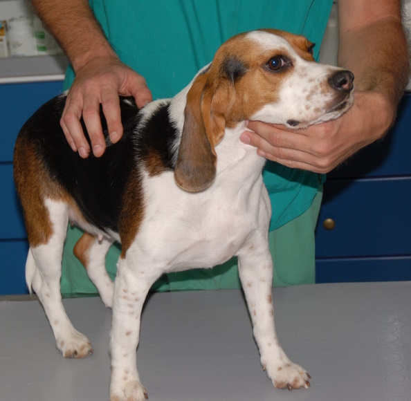 daryggiko antanaklastiko se skilo