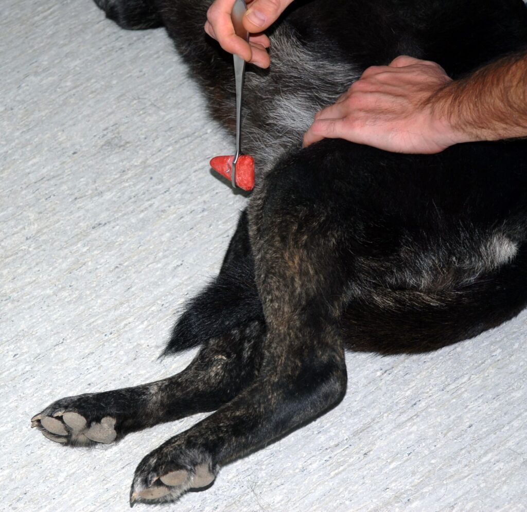 epigonatidiko se skilo