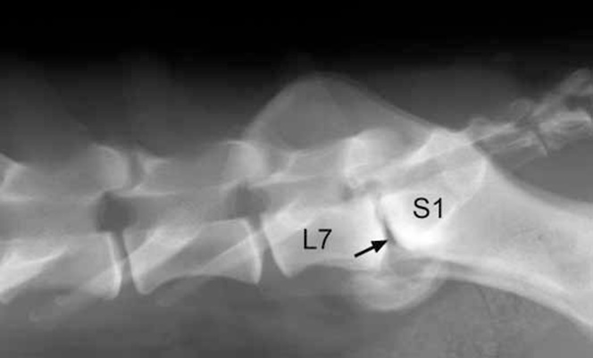 fenomeno kenoy se aktinografia