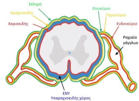 fisiologikos notieos mielos