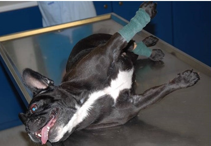 apegefaliki auesi se skylo