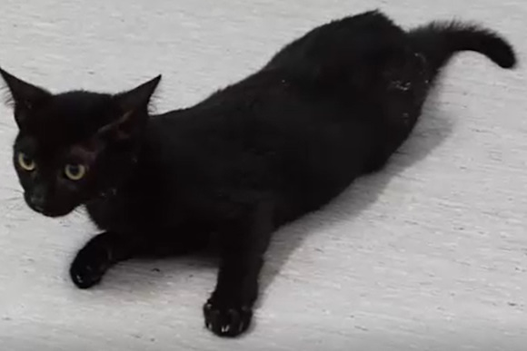 gataki me tromo kefalis