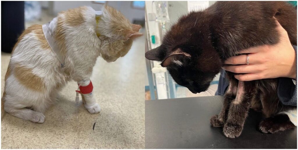 kamci ayxena se gata