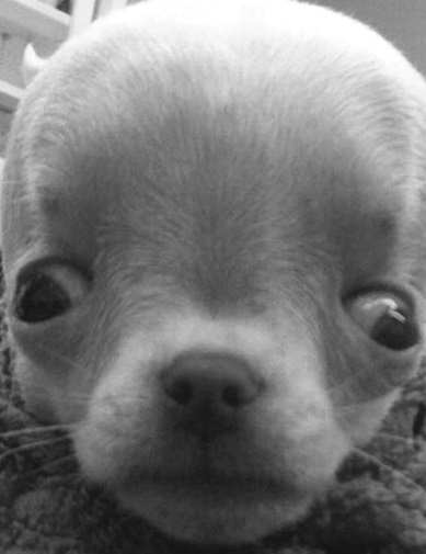 idrokefalia se chihuahua