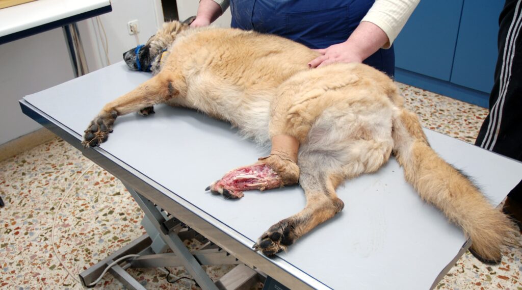 skilosme canivalismo