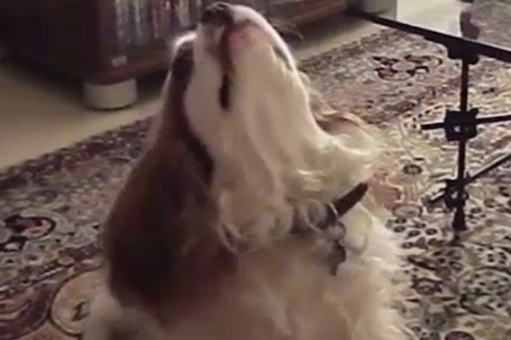 kinigi fantasikon migon