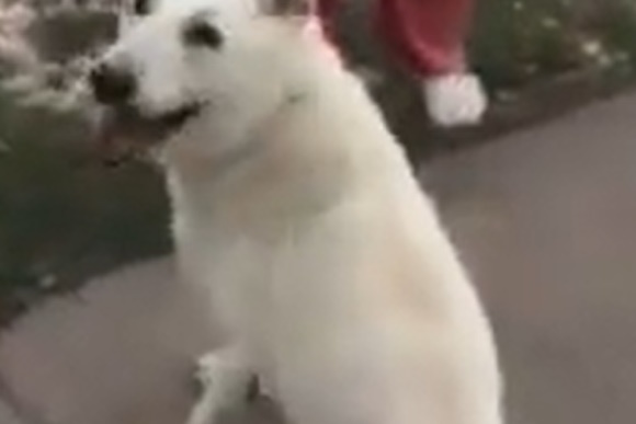 leukos pimenikos lagos