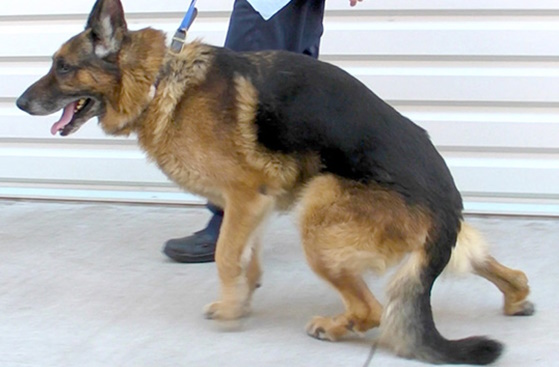 skilos meidiodektiki