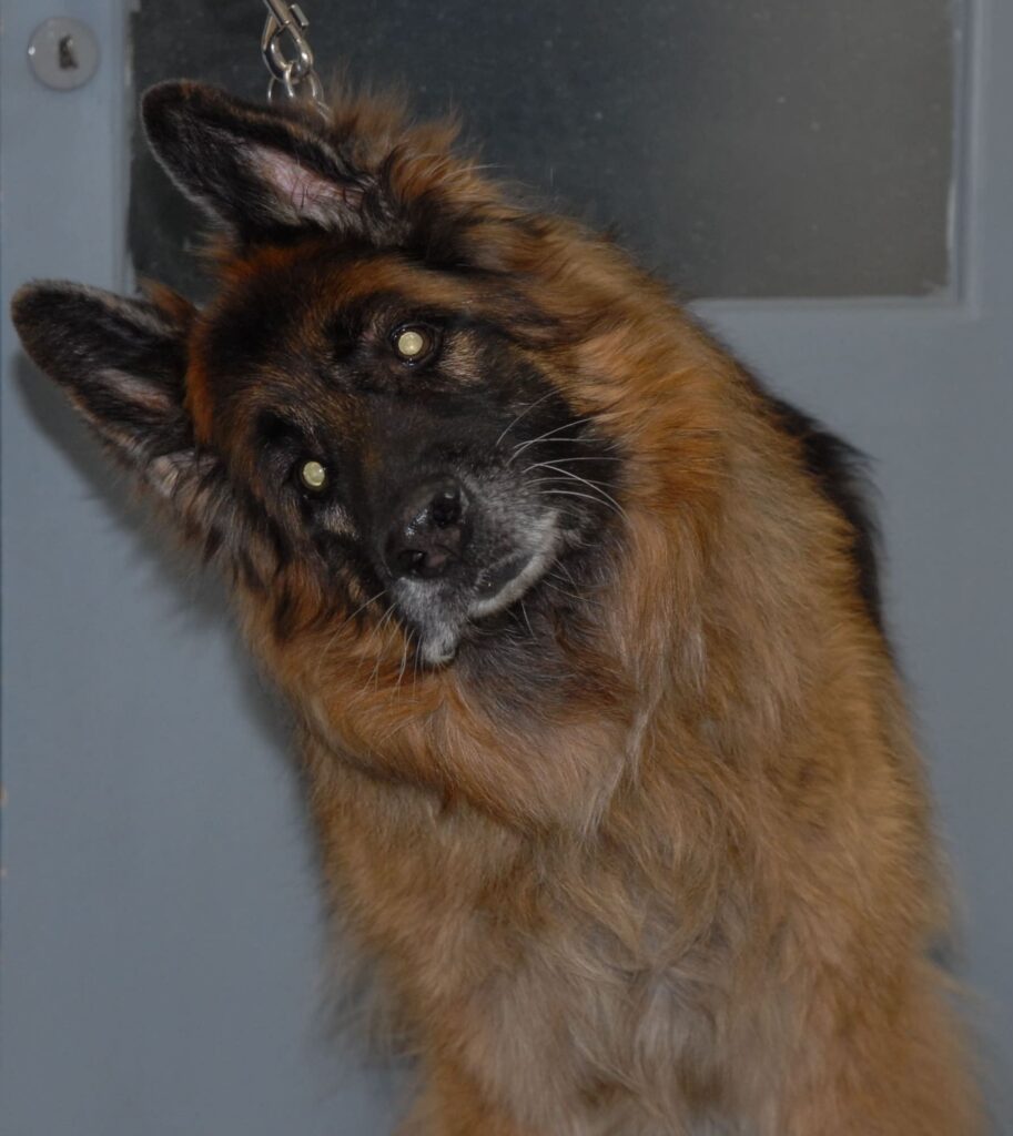 skilos me klisi aristera