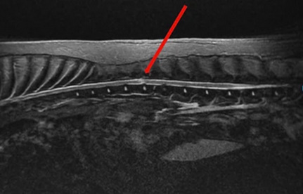 diskokili se magnitiki