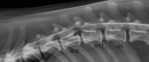 pyelografia se didokili