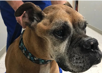 atrofia masitirion se neoplasma tridimoy