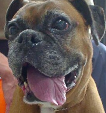 paralisi glosas se skulo