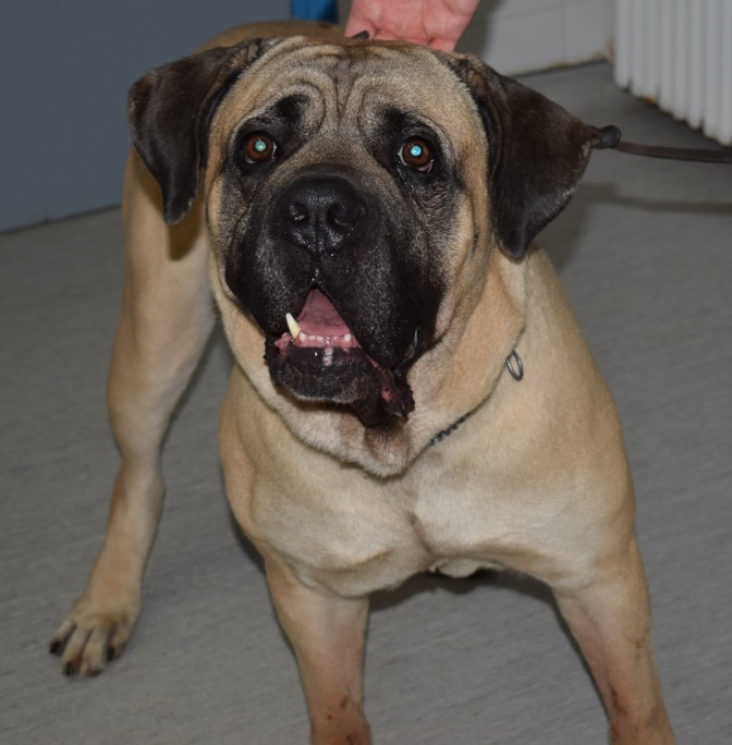 paralisi prosopikou se slilo