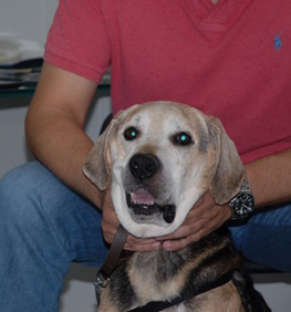 labrador paralysi prosvpikoy aristera