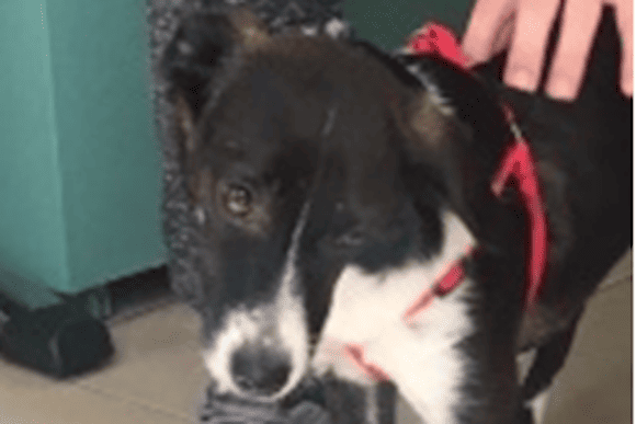 klisi kefalis se euoyseo