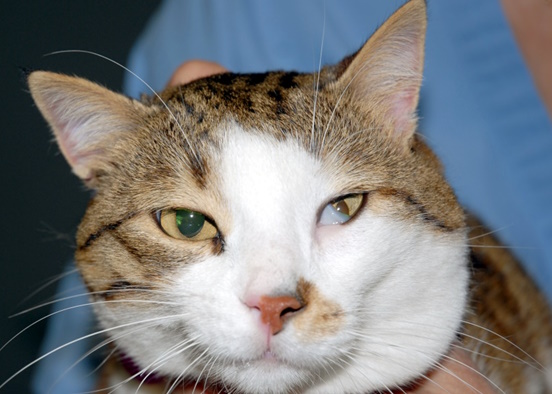 proboli vlefarou se gata