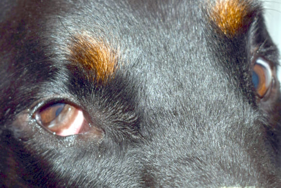 provoli tritoy vlefaroy