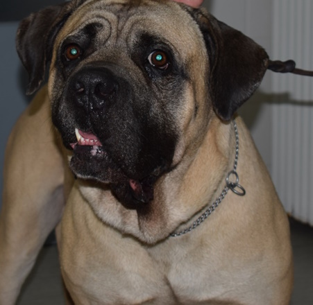 mastif paralysi prosopikoy