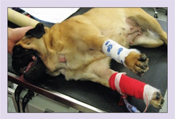 skylos me spastika prosuia