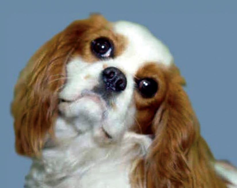 klisi kefalis se cavalier