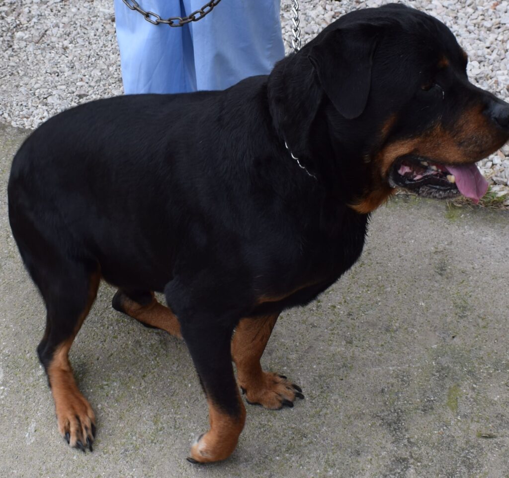 ro me paralisi brachionioy plegmatos