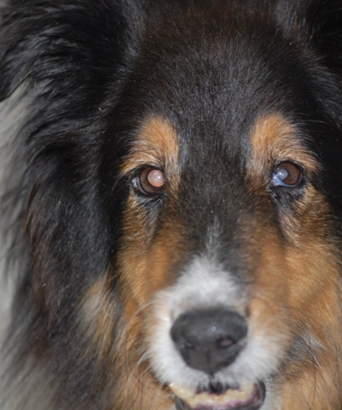 sindromo Horner se skilo