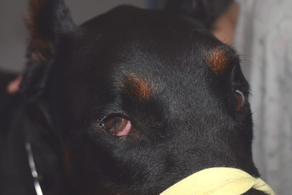 doberman me sindromo horner