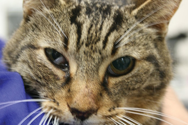 gata me sindromo horner