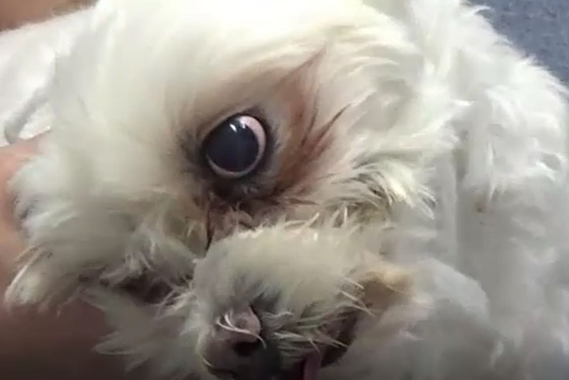 bichon frise me klisi ths kefal;hw