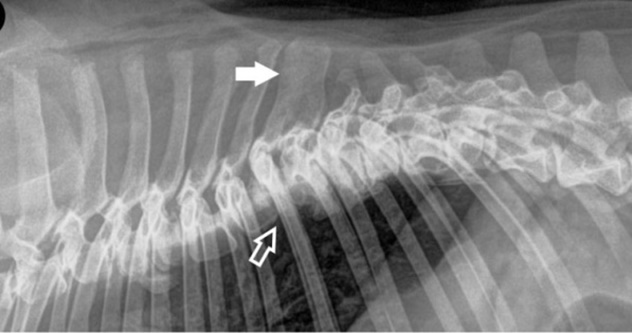 συνενομενοι σπονδιλοι