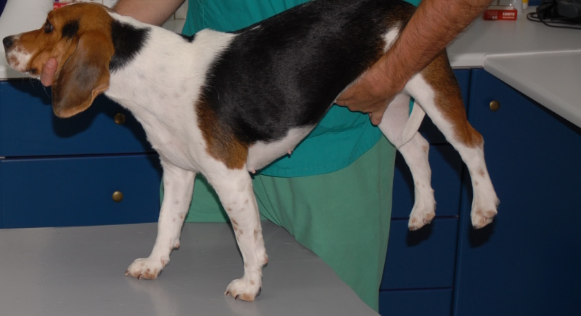 doikimi xiramajas se skilo