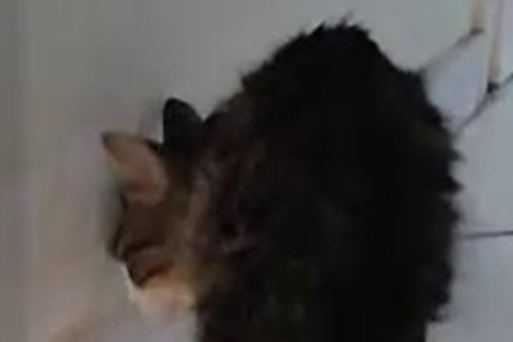 gata me to kefali ston tixo