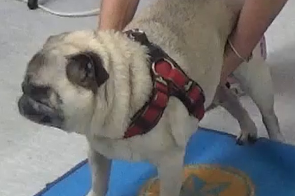 pug me klisi thw kefalhs