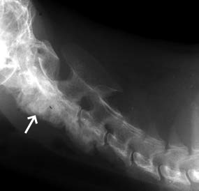 hypervitaminosi a se gata